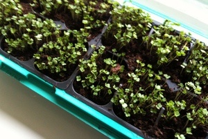 plantespirer Lars Kristian Flem
