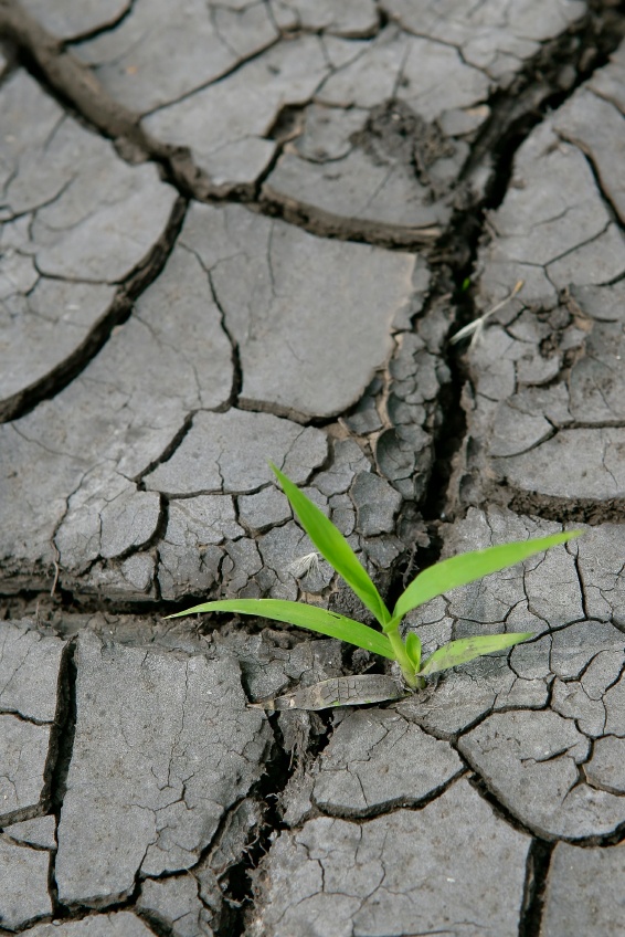Plante i jord
